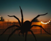 Araignée large déco murale – araignée d'Halloween aux longues pattes – contreplaqué de bouleau